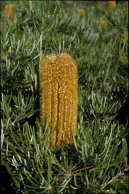 APII jpeg image of Banksia spinulosa var. collina  © contact APII