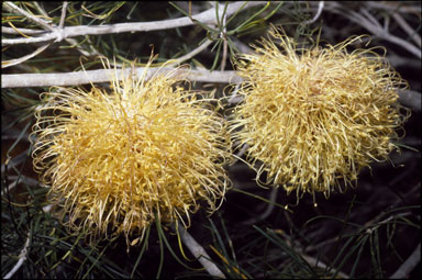 APII jpeg image of Banksia telmatiaea  © contact APII