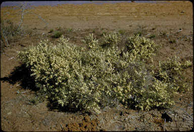 APII jpeg image of Hakea rugosa  © contact APII