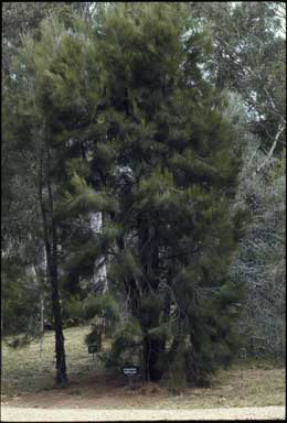 APII jpeg image of Allocasuarina inophloia  © contact APII