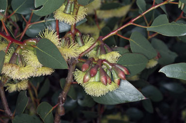 APII jpeg image of Eucalyptus grossa  © contact APII