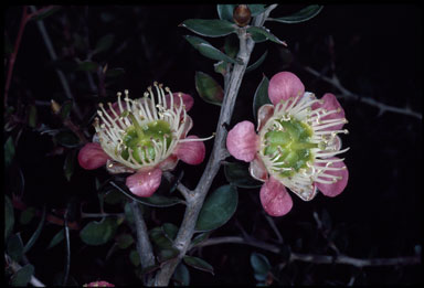 APII jpeg image of Leptospermum macrocarpum  © contact APII