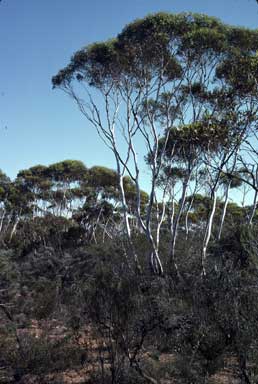 APII jpeg image of Eucalyptus cooperiana  © contact APII