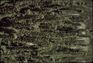 APII jpeg image of Lawrencia chrysoderma  © contact APII