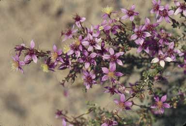 APII jpeg image of Calytrix brevifolia  © contact APII