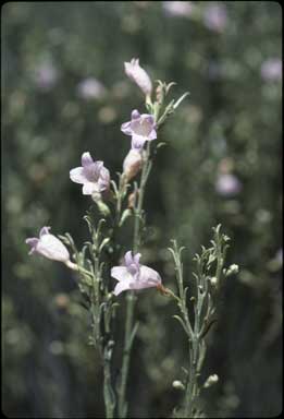 APII jpeg image of Eremophila scoparia  © contact APII