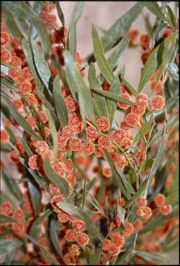 APII jpeg image of Acacia leprosa 'Murrindini Fireball'  © contact APII