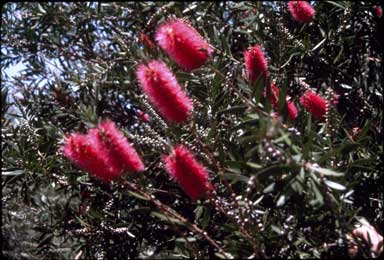 APII jpeg image of Callistemon 'Felecia'  © contact APII