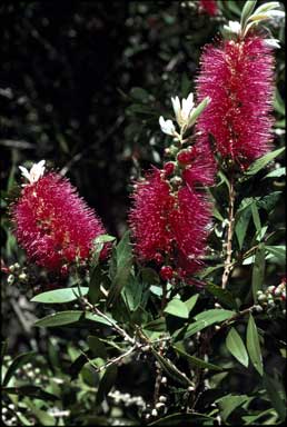 APII jpeg image of Callistemon citrinus 'Demesne Bronwyn'  © contact APII