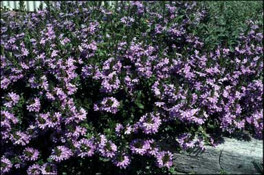 APII jpeg image of Scaevola aemula 'Purple Fanfare'  © contact APII