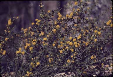 APII jpeg image of Acacia amblygona 'Winter Gold'  © contact APII