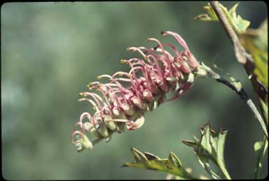 APII jpeg image of Grevillea 'Copper Crest'  © contact APII