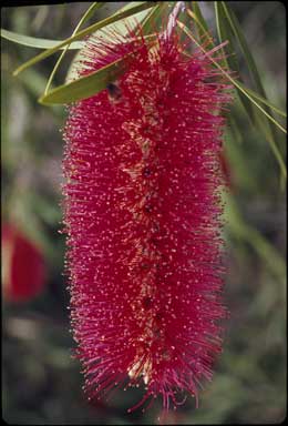 APII jpeg image of Callistemon 'Harkness'  © contact APII