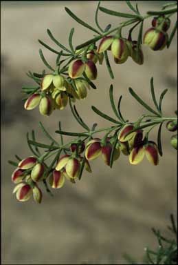 APII jpeg image of Boronia megastigma 'Harlequin'  © contact APII