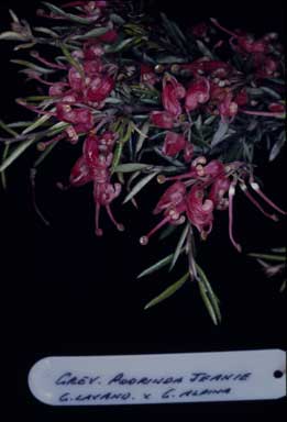 APII jpeg image of Grevillea 'Poorinda Jeanie'  © contact APII