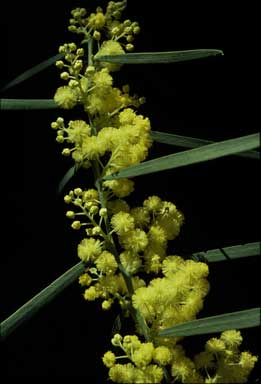 APII jpeg image of Acacia iteaphylla 'Stony Range'  © contact APII