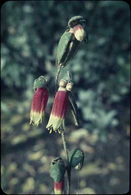 APII jpeg image of Correa reflexa 'Clearview Large Red'  © contact APII