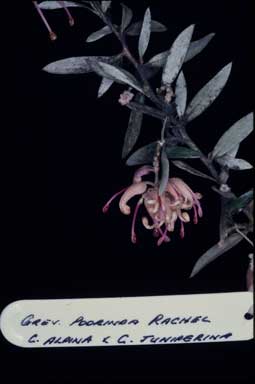 APII jpeg image of Grevillea 'Poorinda Rachel'  © contact APII