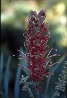 APII jpeg image of Grevillea 'Cold Duck'  © contact APII