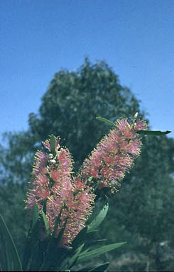 APII jpeg image of Callistemon 'Sallyann'  © contact APII