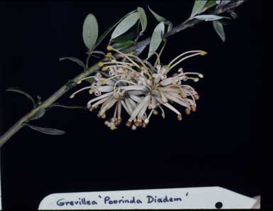 APII jpeg image of Grevillea 'Poorinda Diadem'  © contact APII