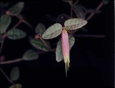 APII jpeg image of Correa decumbens x reflexa  © contact APII