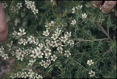 APII jpeg image of Leptospermum 'Pacific Beauty'  © contact APII