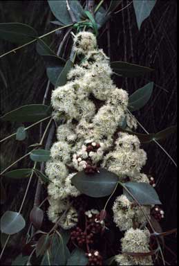 APII jpeg image of Eucalyptus dives 'Little Honey'  © contact APII