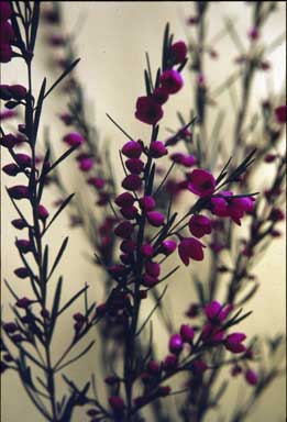 APII jpeg image of Boronia 'Lipstick'  © contact APII