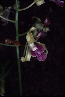 APII jpeg image of Dendrobium 'Hazel Hawke'  © contact APII