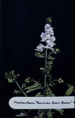 APII jpeg image of Prostanthera 'Poorinda Snow Queen'  © contact APII