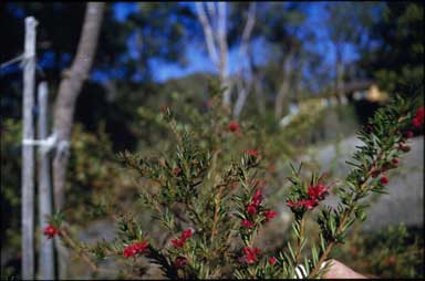 APII jpeg image of Grevillea 'Raspberry Red'  © contact APII