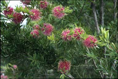 APII jpeg image of Callistemon 'Pink Sensation'  © contact APII