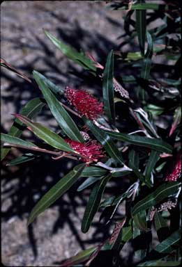 APII jpeg image of Grevillea 'Coastal Glow'  © contact APII