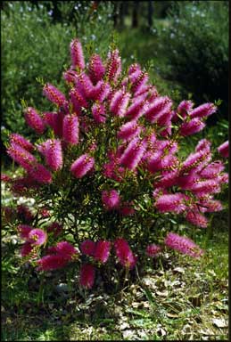 APII jpeg image of Callistemon 'Perth Pink'  © contact APII