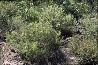 APII jpeg image of Zieria verrucosa  © contact APII