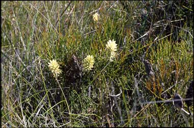 APII jpeg image of Petrophile shirleyae  © contact APII