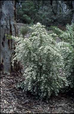 APII jpeg image of Boronia pinnata 'Spring White'  © contact APII