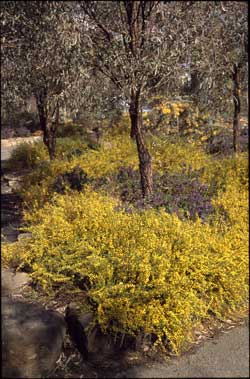 APII jpeg image of Acacia 'Winter Gold'  © contact APII