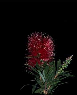 APII jpeg image of Callistemon 'Unical 1'  © contact APII