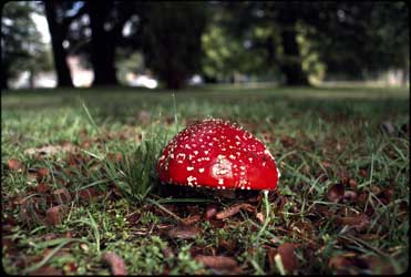 APII jpeg image of Amanita muscaria  © contact APII