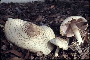 APII jpeg image of Agaricus silvaticus  © contact APII