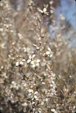 APII jpeg image of Leptospermum coriaceum  © contact APII