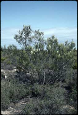 APII jpeg image of Grevillea pterosperma  © contact APII