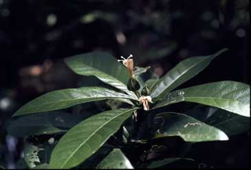 APII jpeg image of Macrostelia grandifolia var. grandifolia  © contact APII