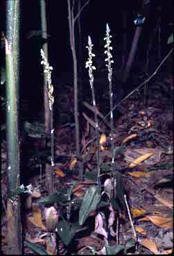 APII jpeg image of Hetaeria oblongifolia  © contact APII