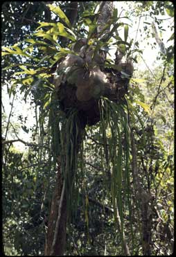 APII jpeg image of Ophioglossum pendulum,<br/>Platycerium hillii  © contact APII