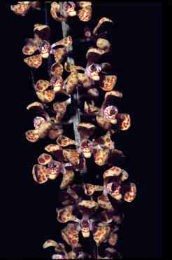 APII jpeg image of Sarcochilus moorei  © contact APII