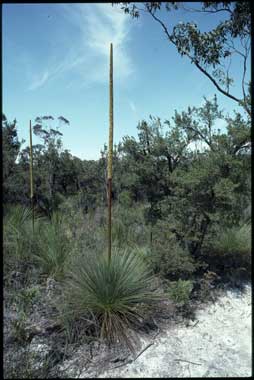 APII jpeg image of Xanthorrhoea resinosa  © contact APII