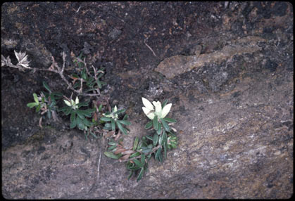 APII jpeg image of Epacris crassifolia  © contact APII